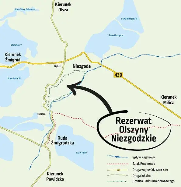 Zdjęcie Rezerwat przyrody Olszyny Niezgodzkie - tajemnice unikalnej flory i fauny