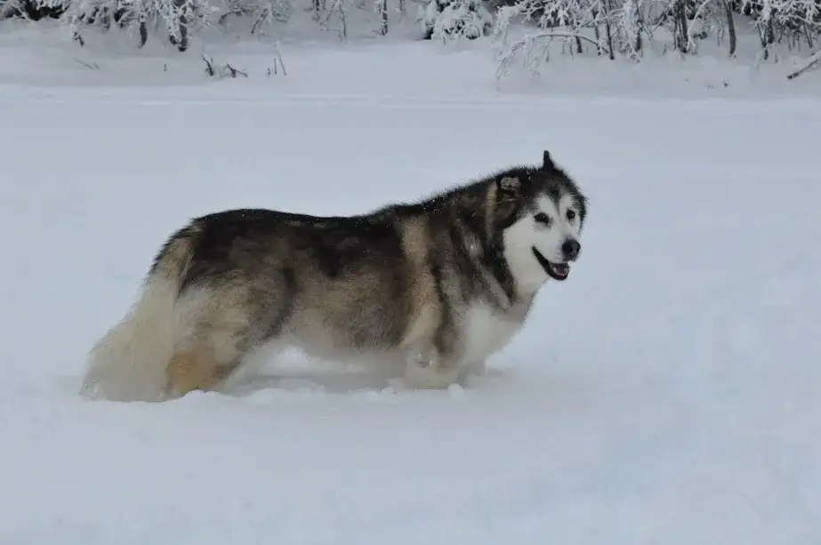 Zdjęcie Czy pies cierpi przy usypianiu? Prawda o eutanazji zwierząt