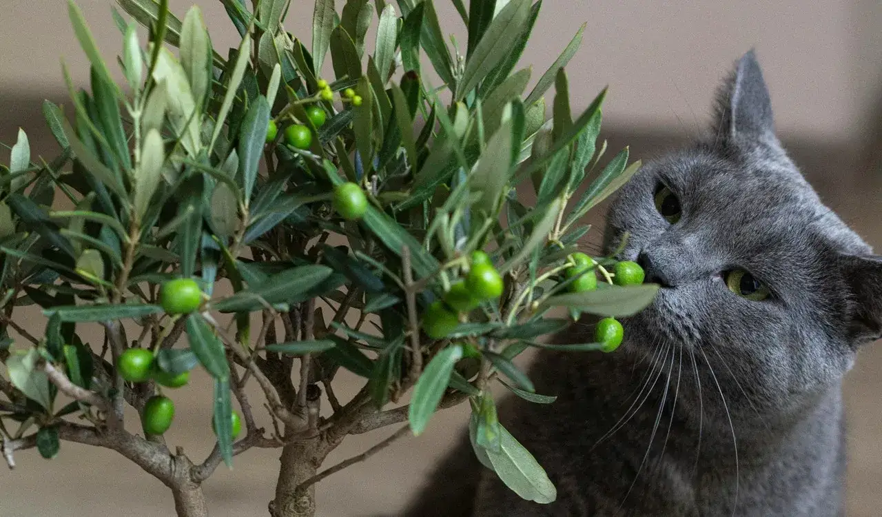 Zdjęcie Czy koty mogą jeść oliwki - poznaj odpowiedź i zasady bezpiecznego podawania
