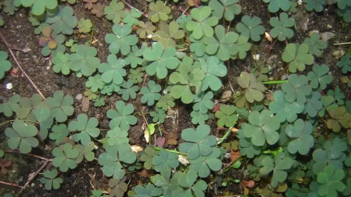 Zdjęcie Czerwona koniczyna chwast - odkryj jej ukryte właściwości i zastosowania