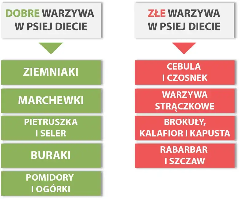 Zdjęcie Czy psy mogą jeść warzywa? Dowiedz się, które są bezpieczne i zdrowe!