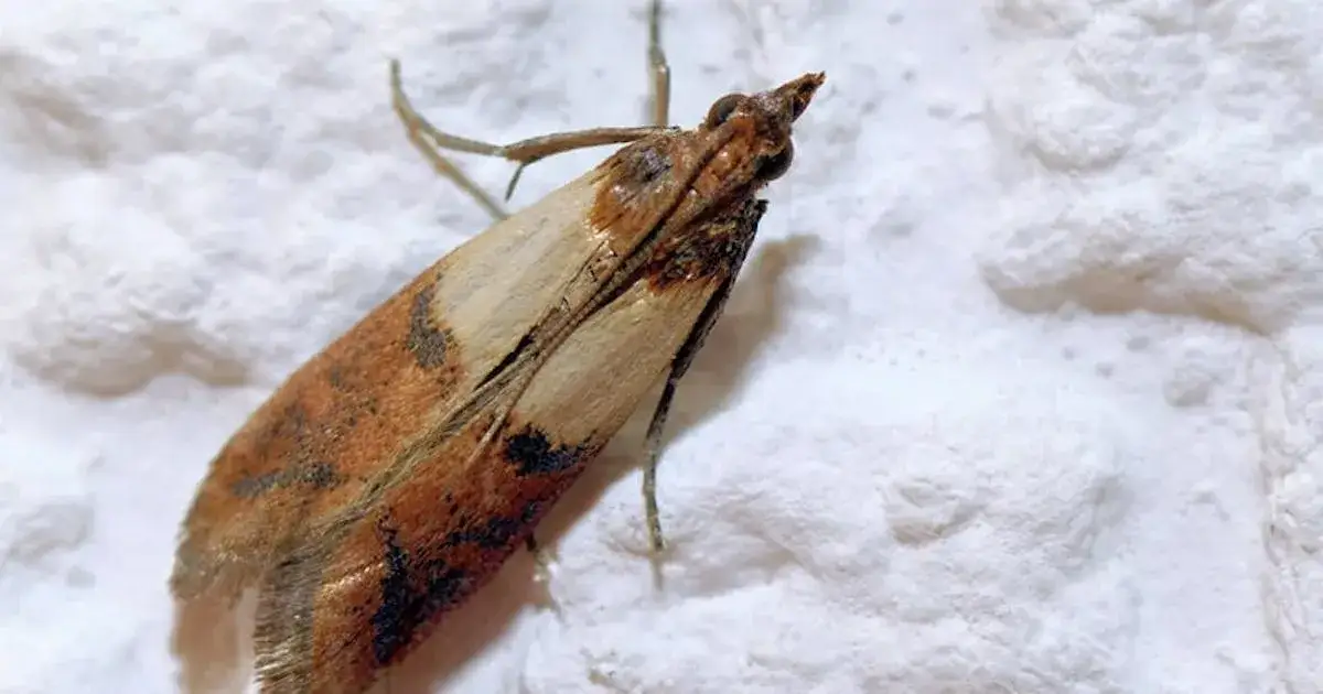 Zdjęcie Skuteczne metody, jak zlikwidować mole w kuchni raz na zawsze