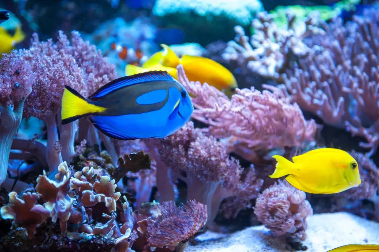 Zdjęcie Oceanarium Kielce - Jak wykorzystać bon turystyczny i co zobaczyć?