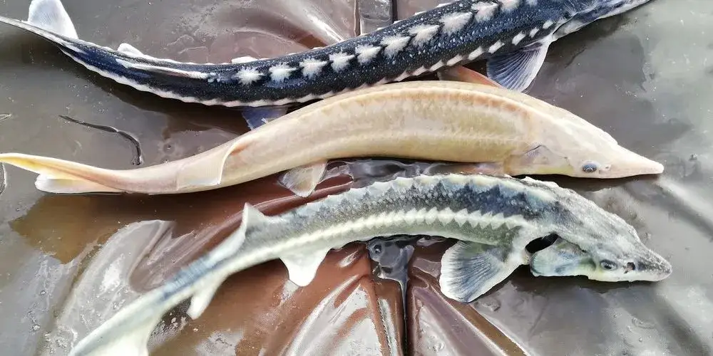 Zdjęcie Gdzie na ryby pomorskie? Odkryj najlepsze łowiska i ryby w regionie