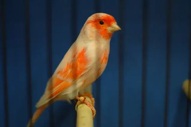 Zdjęcie Skuteczne metody jak wytresować kanarka: kompletny poradnik oswajania