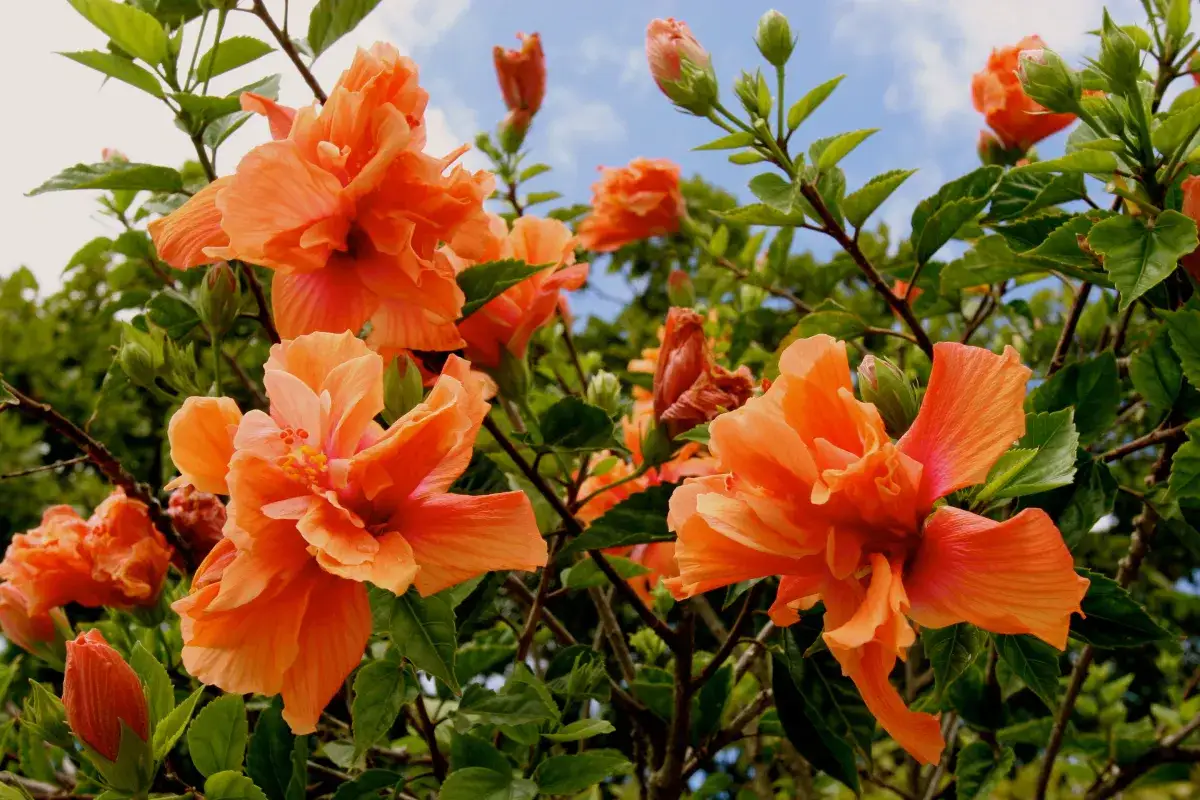 Zdjęcie Jakie kwiaty kwitną w sierpniu – piękne rośliny do Twojego ogrodu