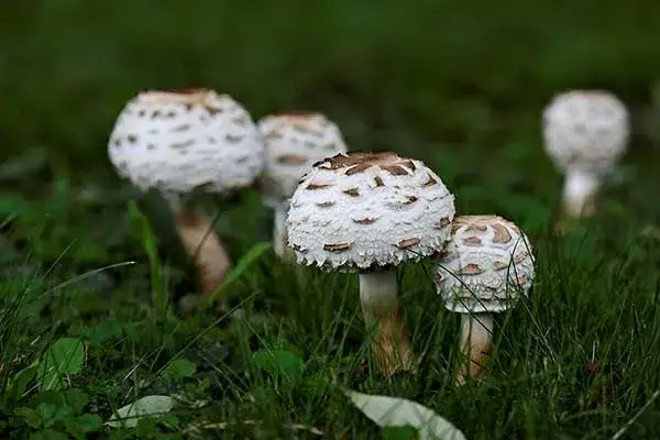 Zdjęcie Kania czerwieniejąca - co musisz wiedzieć przed zebraniem tego grzyba