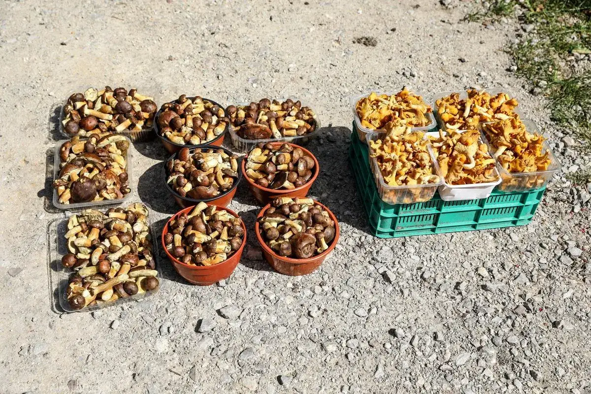 Zdjęcie Czy są grzyby w lasach świętokrzyskich? Sprawdź, co rośnie teraz