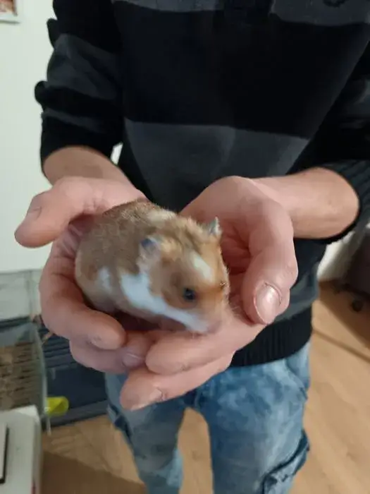 Zdjęcie Ile kosztuje chomik z hodowli? Ceny, które mogą cię zaskoczyć