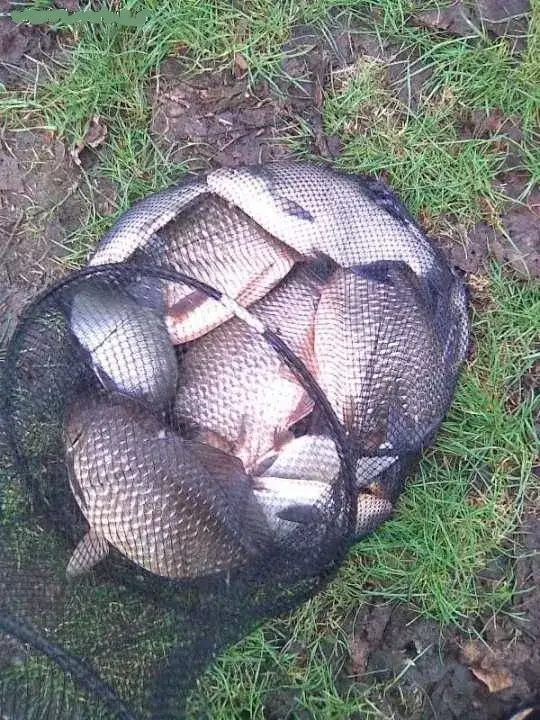 Zdjęcie Domowa zanęta na karasia: skuteczny przepis na udane wędkowanie