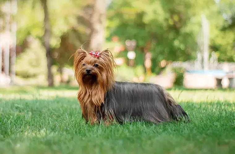 Zdjęcie York włosy czy sierść - odkryj, co naprawdę oznacza dla yorka