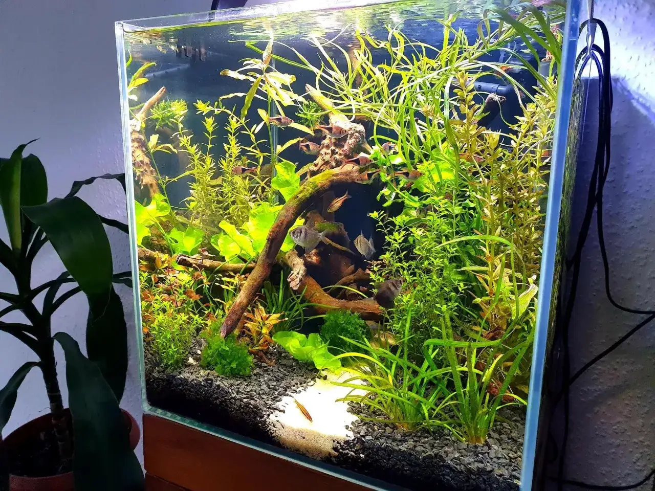 Zdjęcie Jaki żwirek do akwarium roślinnego? Wybierz najlepszy dla swoich ryb