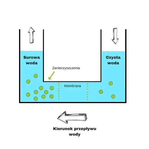 Zdjęcie Co to jest osmoza w biologii? Prosty wyjaśnienie i praktyczne przykłady