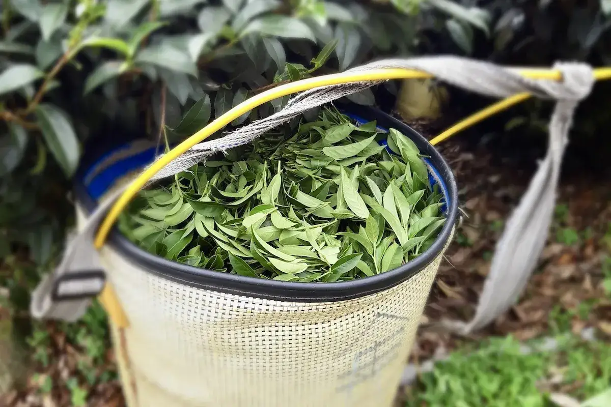 Zdjęcie Jak powstaje herbata - poznaj sekrety produkcji i smaku różnych herbat