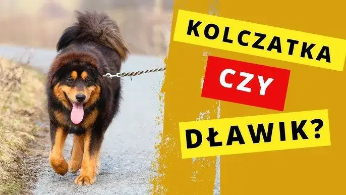 Zdjęcie Co zamiast kolczatki dla psa? Lepsze i bezpieczniejsze metody szkolenia