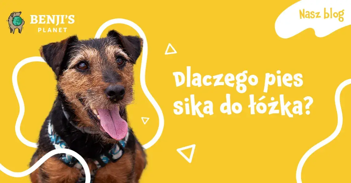 Zdjęcie Co zrobić, gdy szczeniak sika na łóżko? Przyczyny i rozwiązania