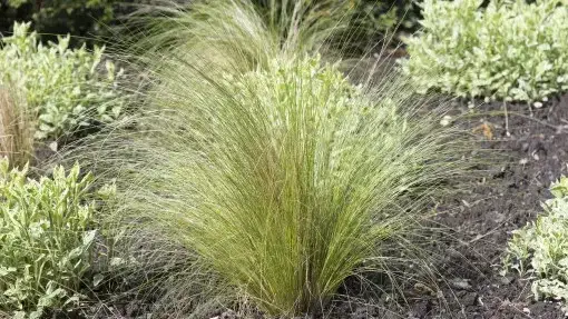 Zdjęcie Jak sadzić wydmuchrzycę piaskową, aby uniknąć błędów i osiągnąć sukces