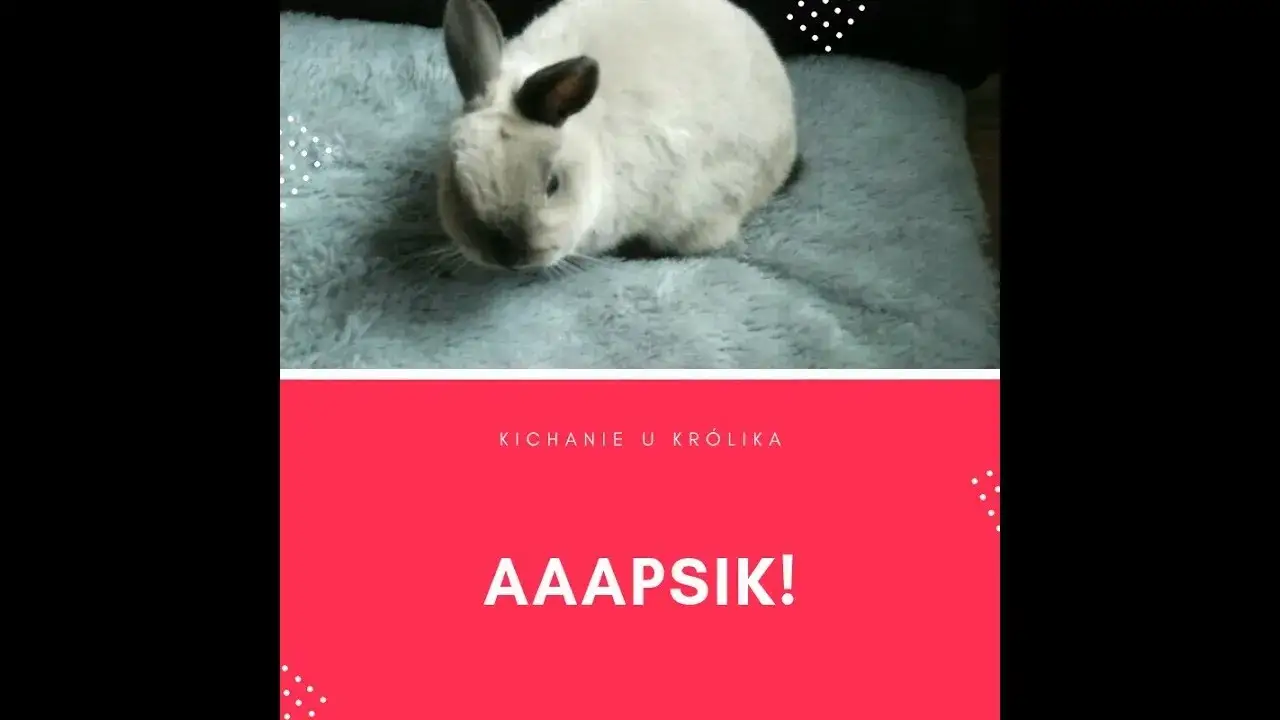 Zdjęcie Co zrobić gdy królik kicha? Objawy, przyczyny i skuteczne działania
