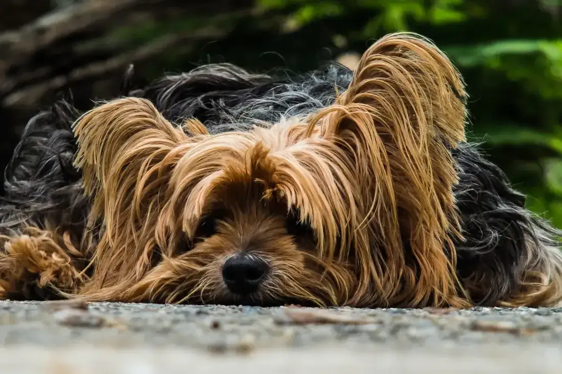 Zdjęcie Czy można strzyc psy z sierścią? Co musisz wiedzieć przed strzyżeniem