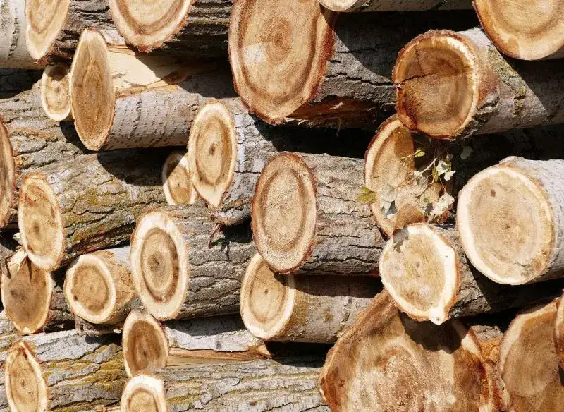 Zdjęcie Czy topola nadaje się do kominka? Odkryj jej wady i zalety