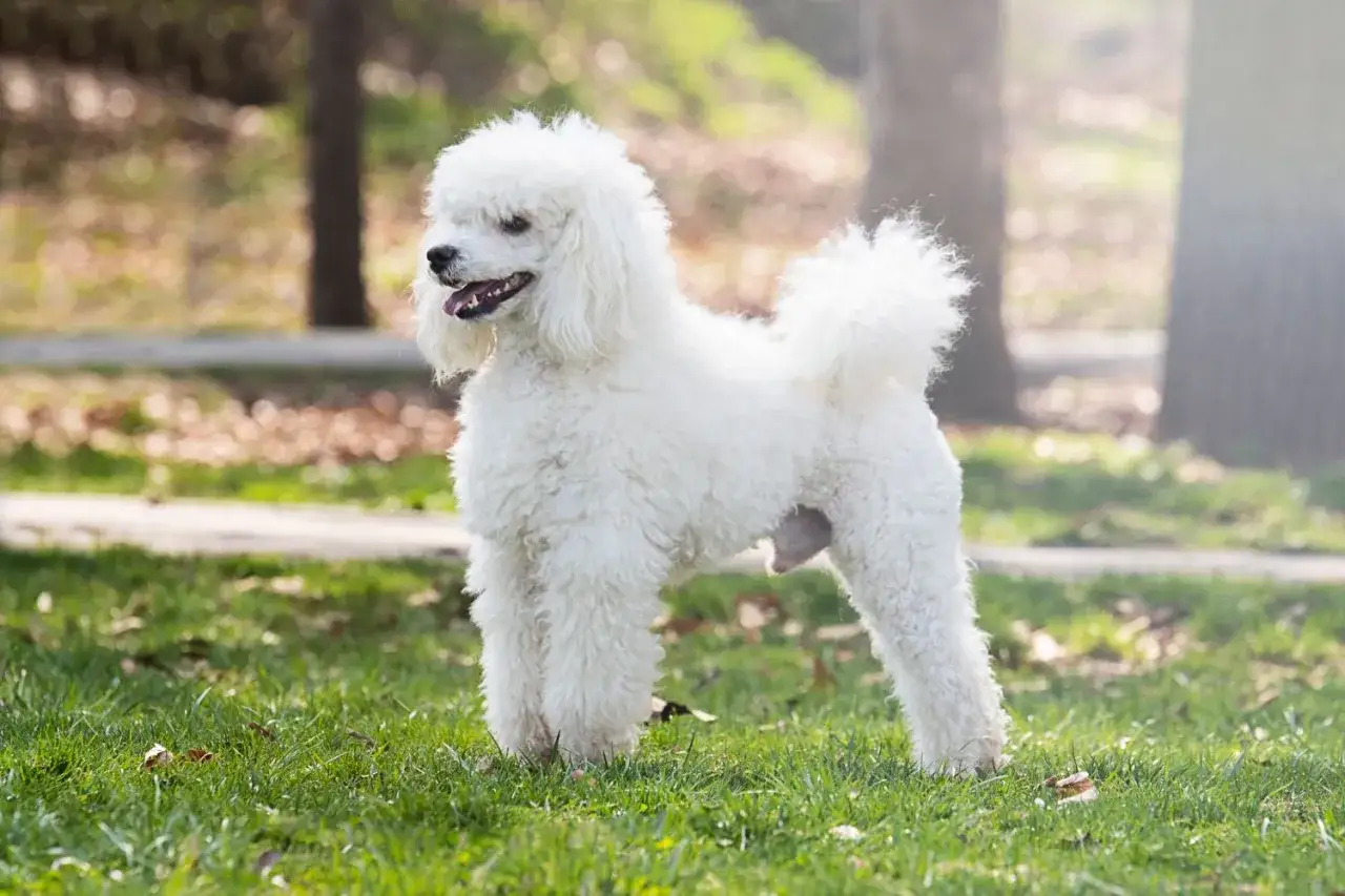 Zdjęcie Duże psy które nie gubią sierści – idealne dla alergików i czystego domu