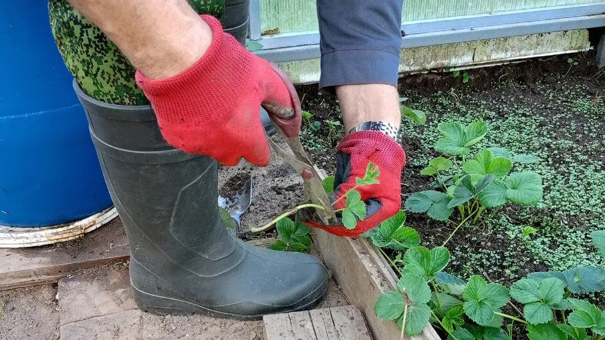 Zdjęcie Jak przycinać truskawki, aby uniknąć błędów i poprawić plony