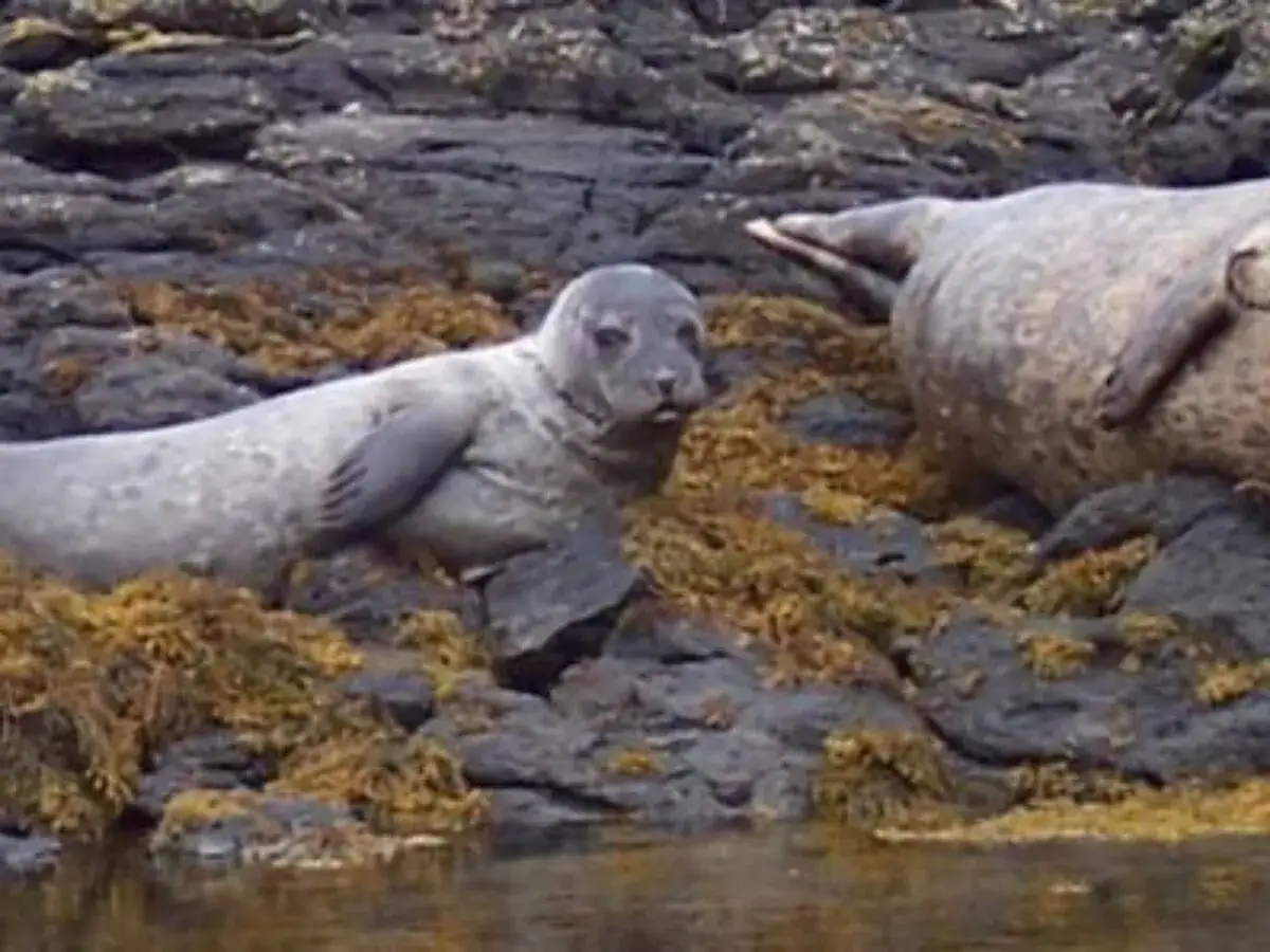 Zdjęcie Czy w Bałtyku są foki? Odkryj tajemnice tych morskich ssaków