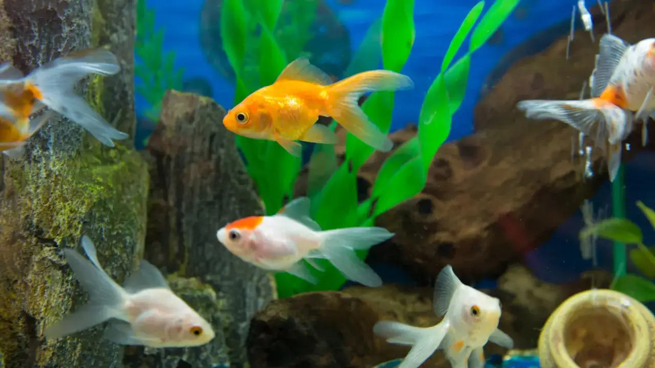 Zdjęcie Czy rybki muszą mieć światło w nocy? Odkryj prawdę o ich zdrowiu