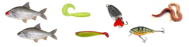 Zdjęcie Najlepsze przynęty na suma - uniknij błędów i łów skutecznie