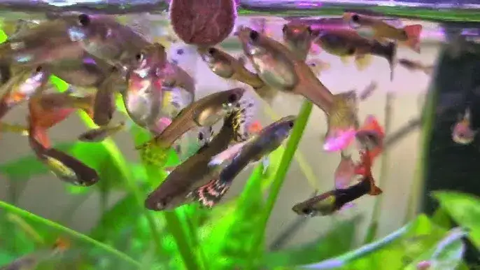 Zdjęcie Czym karmić gupiki, aby zapewnić im zdrowie i prawidłowy rozwój