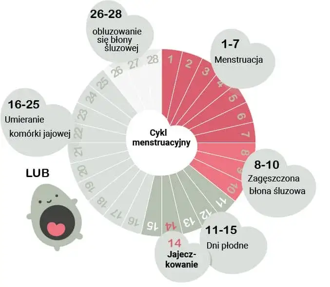 Zdjęcie Kiedy występuje owulacja w cyklu 24 dni? Sprawdź swoje dni płodne