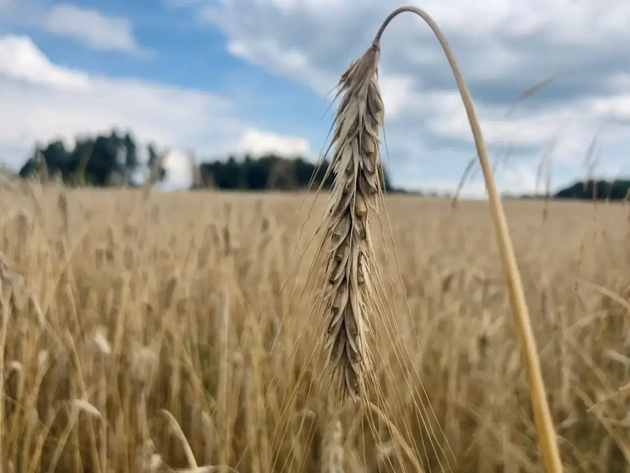 Zdjęcie Jaki nawóz pod żyto na wiosnę? Kluczowe informacje o nawożeniu