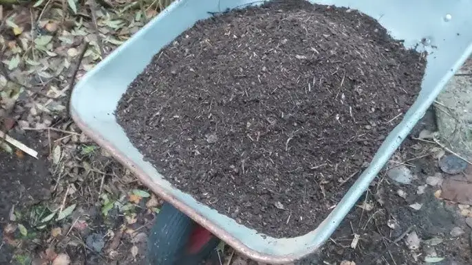 Zdjęcie Kompostowanie igliwia - praktyczny poradnik dla zaawansowanych ogrodników