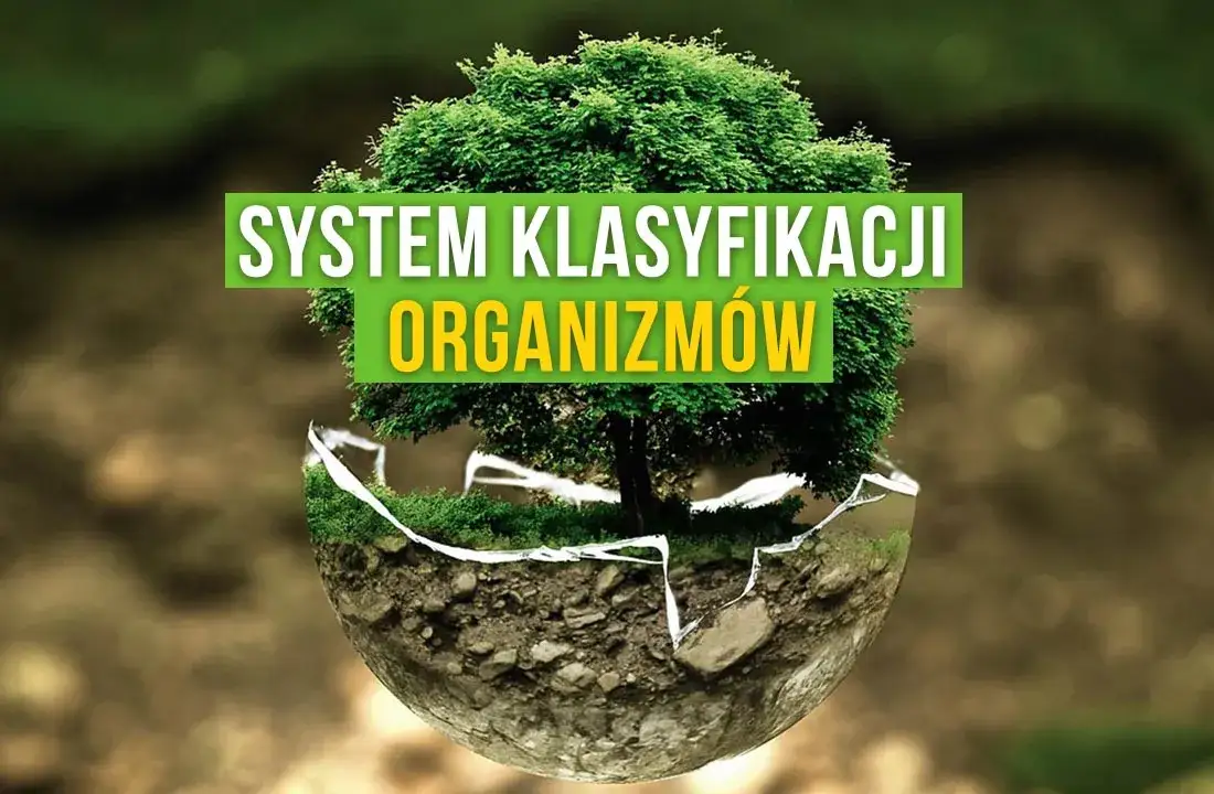 Zdjęcie Co to jest systematyka w biologii i dlaczego jest tak ważna?