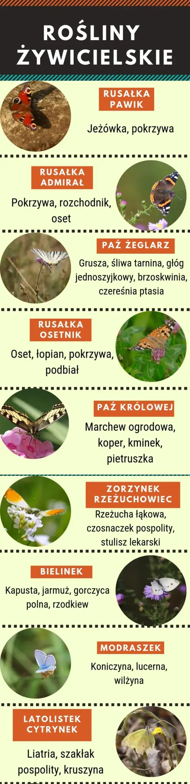 Zdjęcie Jak zwabić sowę do ogrodu: 5 skutecznych sposobów na nocnych gości