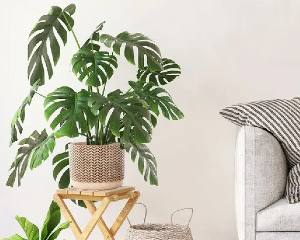 Zdjęcie Monstera monkey jaka doniczka - idealny wybór dla zdrowej rośliny