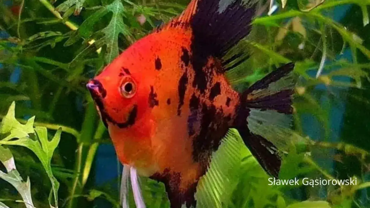 Zdjęcie Co jedzą skalary? Odkryj najlepsze pokarmy dla zdrowych ryb