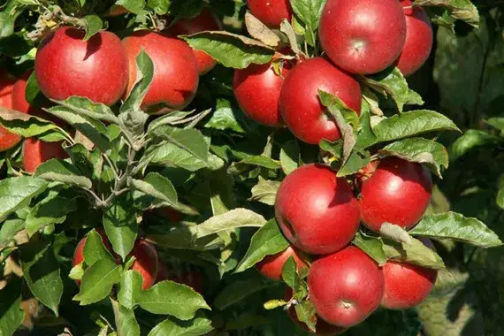 Zdjęcie Jakie odmiany jabłoni sadzić na działce, aby uniknąć rozczarowania?