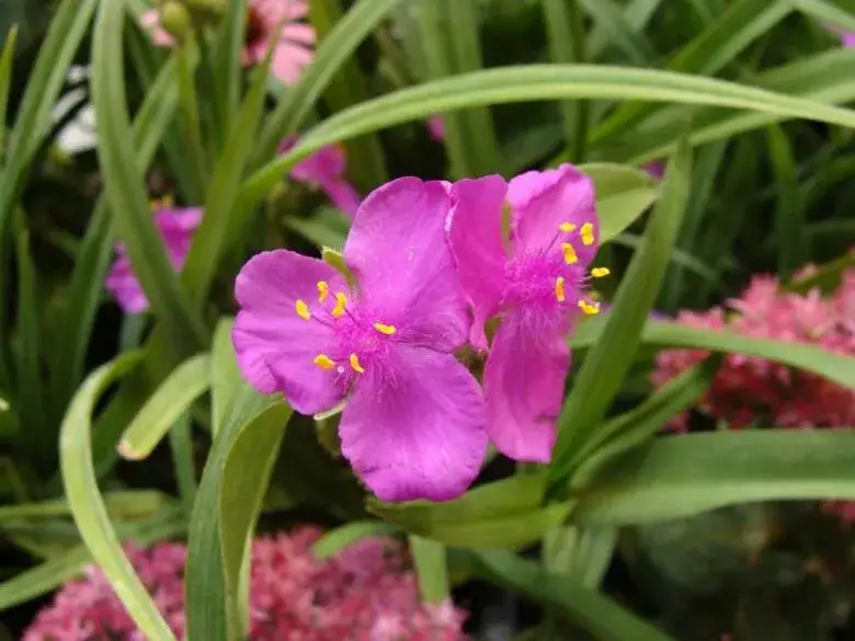 Zdjęcie Jak kwitnie trzykrotka? Odkryj jej piękne kolory i pielęgnację