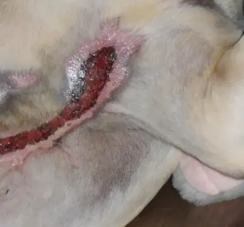 Zdjęcie Dlaczego psu nie odrasta sierść? Odkryj przyczyny i rozwiązania