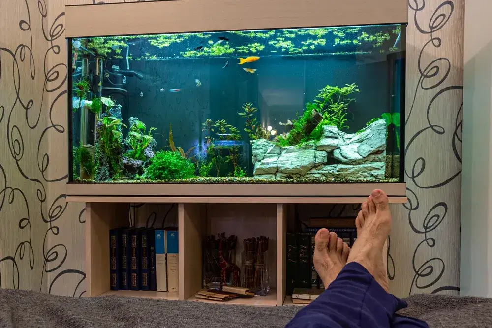 Zdjęcie Jakie rybki do akwarium 60 litrów? Spokojne i łatwe w hodowli