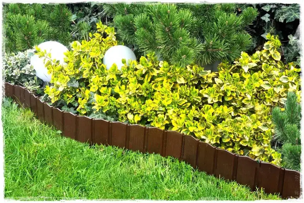 Zdjęcie Jak oddzielić tuje od trawnika i uniknąć nieestetycznego wyglądu