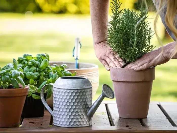 Zdjęcie Jakich roślin nie lubią kleszcze? Odkryj naturalne repelenty do ogrodu