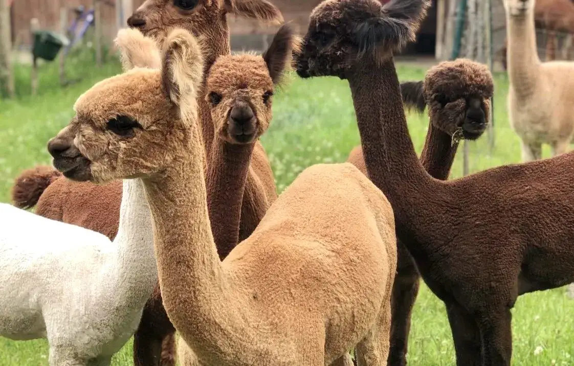 Zdjęcie Hodowla alpak jak zacząć: uniknij błędów i zbuduj udaną farmę