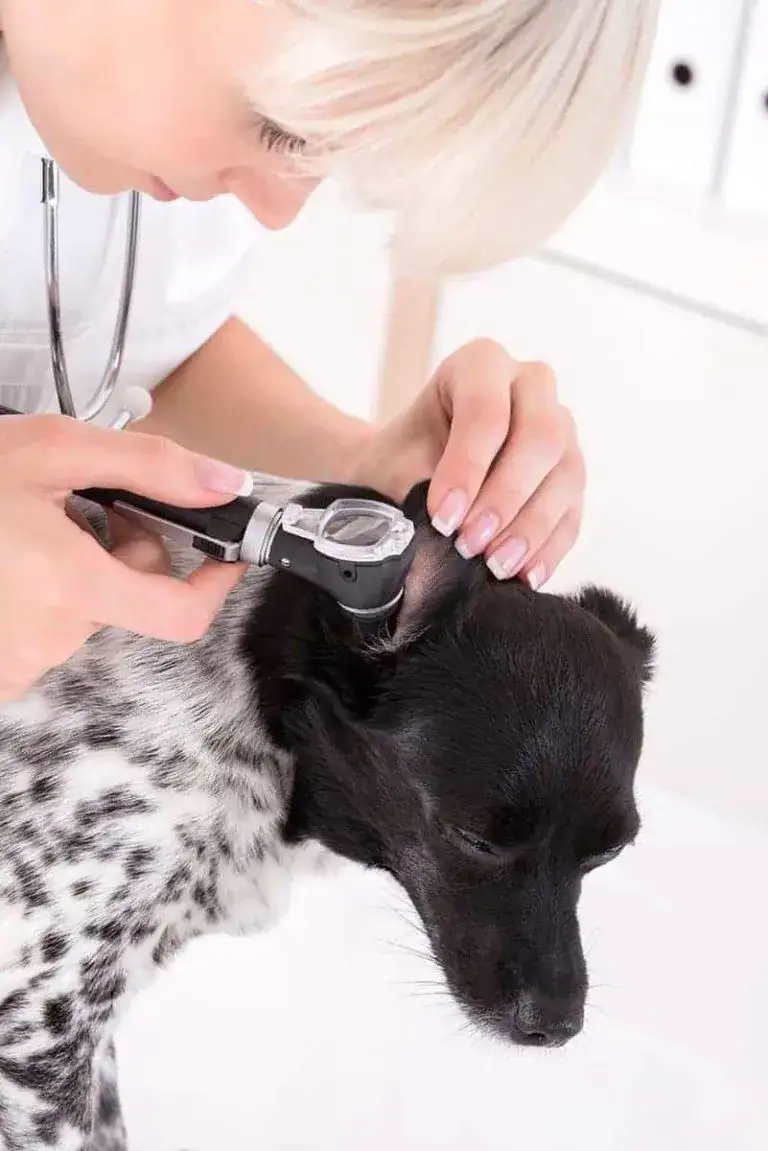 Zdjęcie Czym czyścić uszy psa? Bezpieczne metody i porady od właścicieli