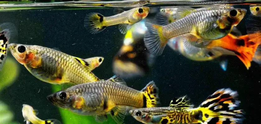 Zdjęcie Jak wygląda gupik w ciąży? Oto znaki, które musisz znać