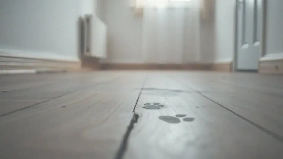 Zdjęcie Czemu pies liże podłogę? Odkryj zaskakujące powody tego zachowania