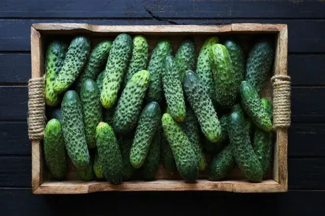 Zdjęcie Najlepsze odmiany ogórków do kiszenia, które zapewnią sukces w kuchni