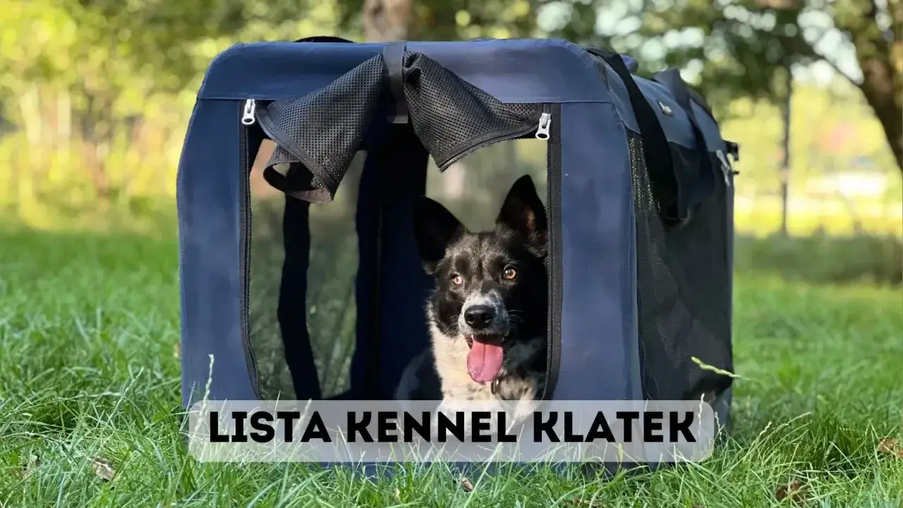 Zdjęcie Jak prawidłowo dobrać klatkę kennelową dla psa? Kompletny poradnik