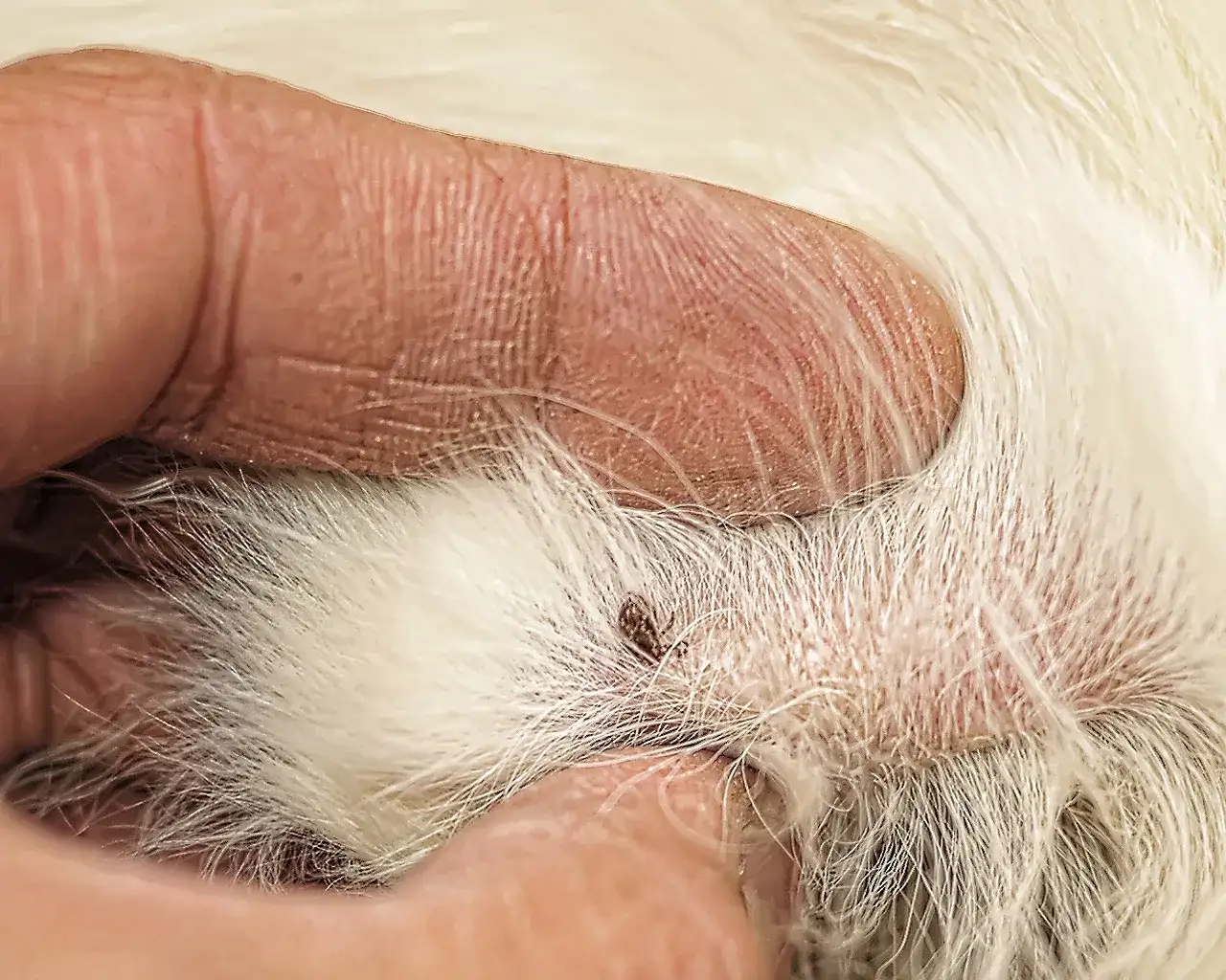 Zdjęcie Jak wygląda wbity kleszcz u psa - 5 oznak, które musisz znać